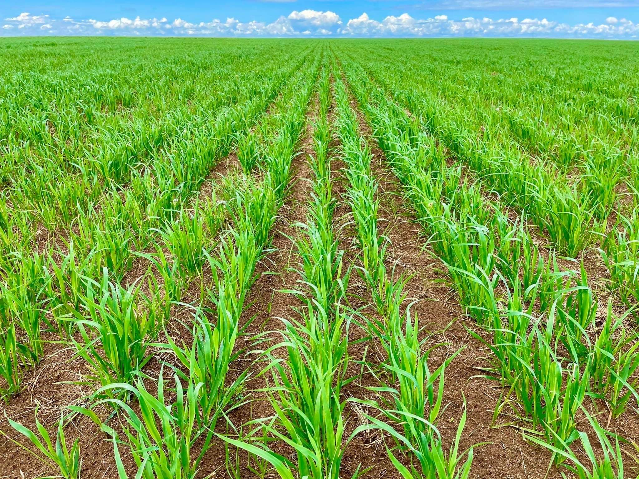Agricultural Field